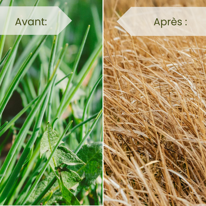Herbicide Systémique Concentré pour Désherbage Agricole et Espaces Extérieurs